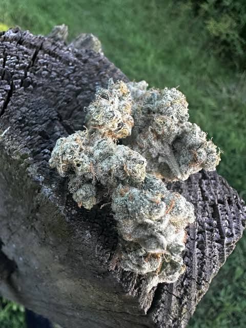 Melted Strawberry 3.5g