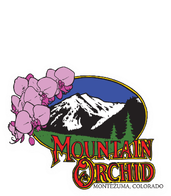 Orangina Mountain Orchid
