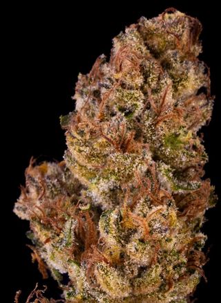 Lilac Diesel Gmo Ithaca Organics
