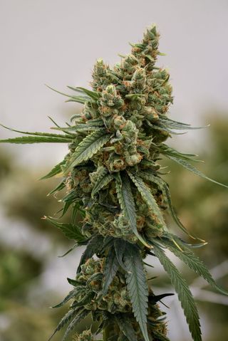 Cannabis Promo, Cannabis Sales, Cannabis Discounts, Cannabis on Sale, 25% off Sol-Canna 3