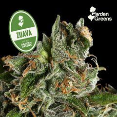 Permanent Peach X Zuava Garden Greens