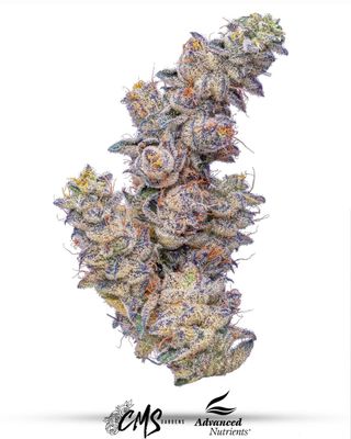Blue Gas Can Constellations