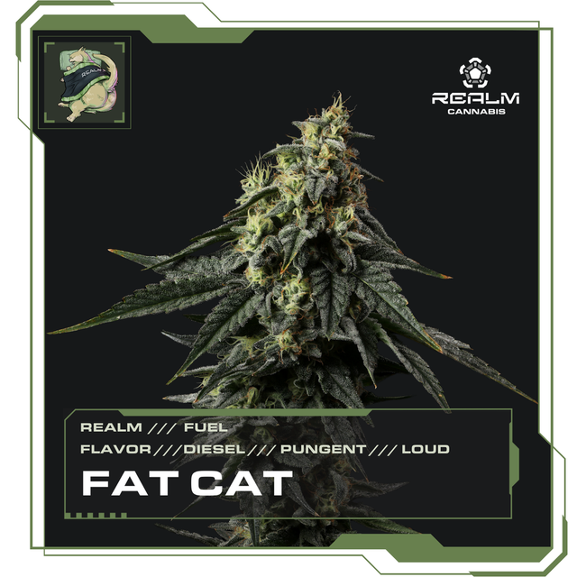 Fat Cat 28 Daze Later Pack Realm