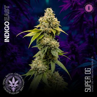 Super OG | Indigo East