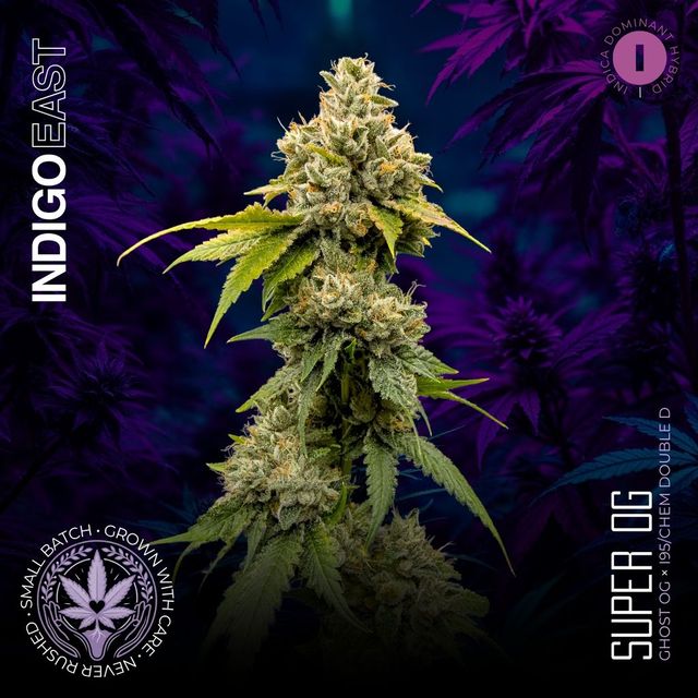 Super OG | Indigo East Super OG | Indigo East