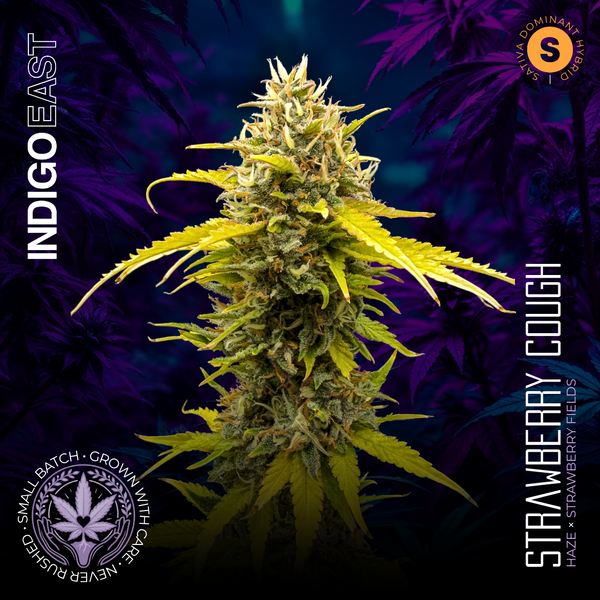 Strawberry Cough | Indigo East Strawberry Cough | Indigo East