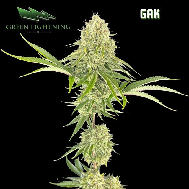 Gak Green Lightning 