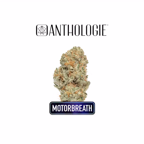 Motorbreath 15 - Littles