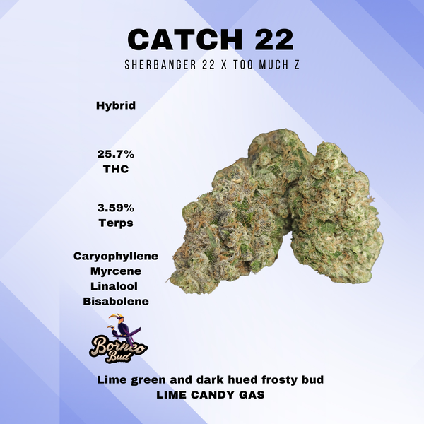 Catch 22 Borneo Buds Catch 22 Borneo Buds