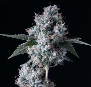 Kosher Kush sofresh farms