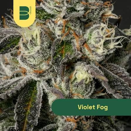 Violet Fog The Botanist