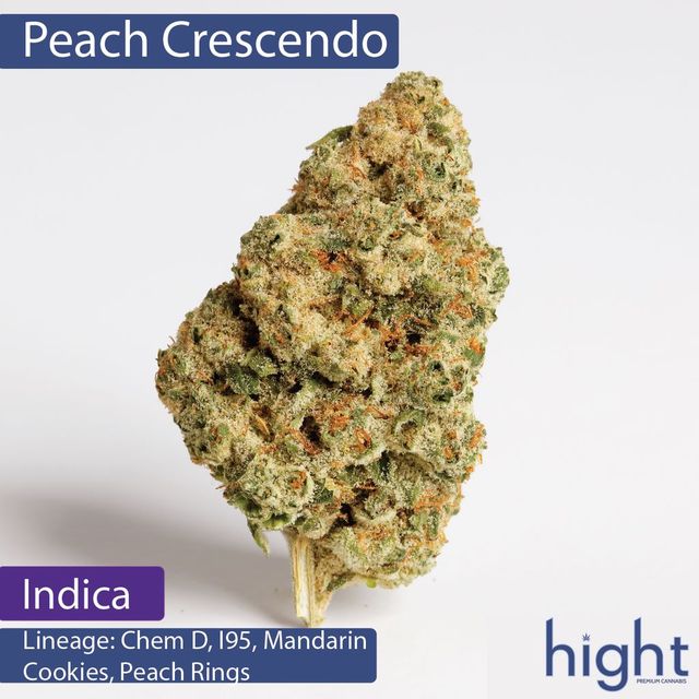 Peach Crescendo Hight