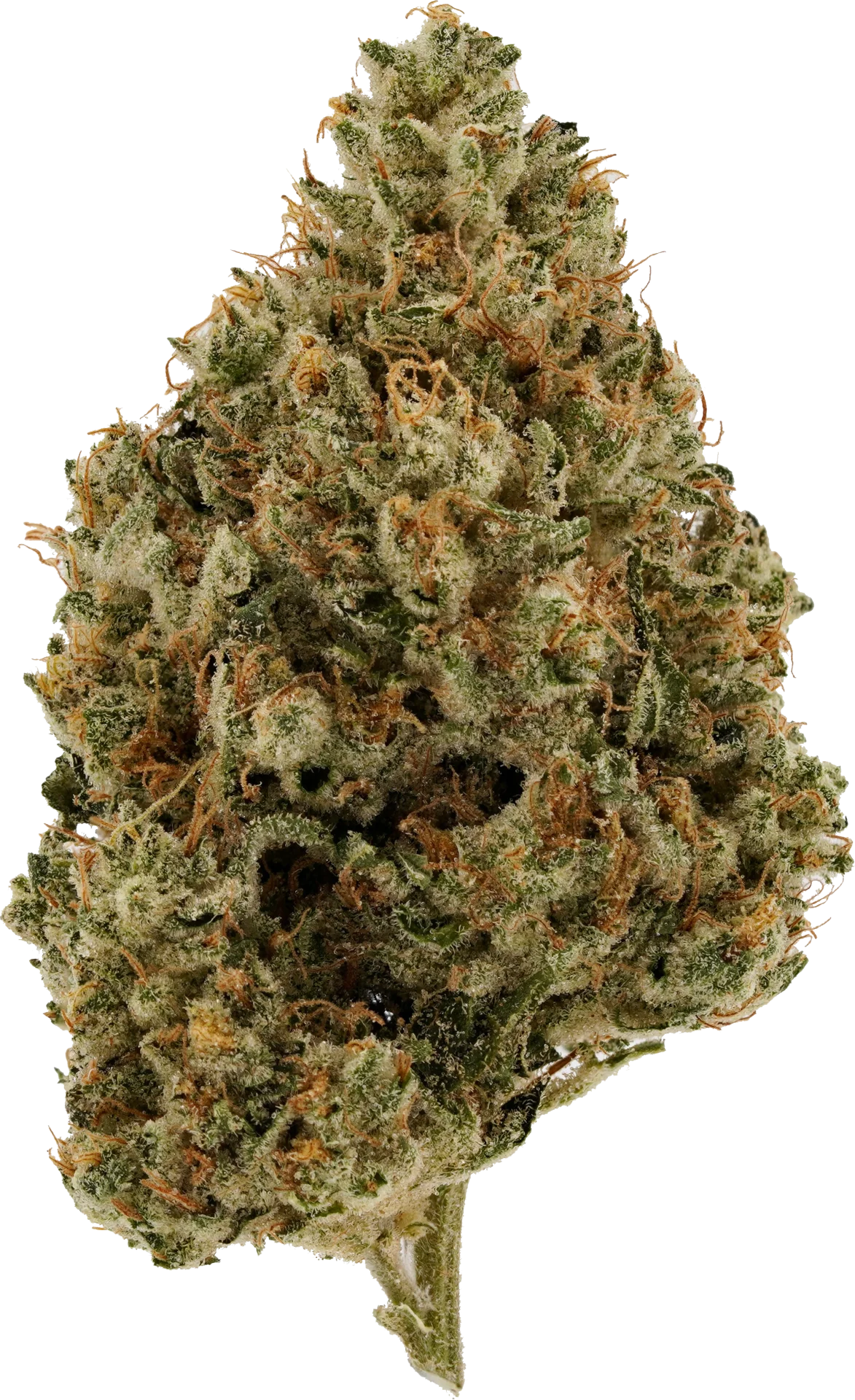Chocolate Chem