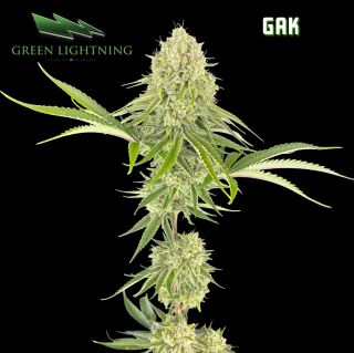 GAK Flower Green Lightning