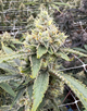 Amnesia Lemon Victory Natural Farms Amnesia Lemon Victory Natural Farms