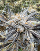 Skywalker OG Victory Natural Farms Skywalker OG Victory Natural Farms