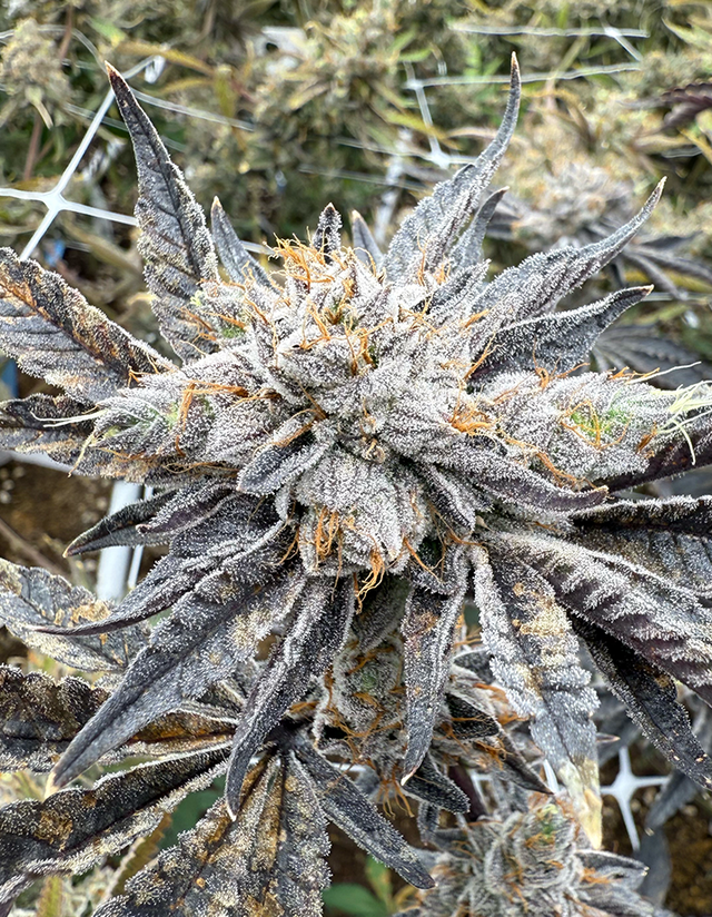 Skywalker OG Victory Natural Farms Skywalker OG Victory Natural Farms