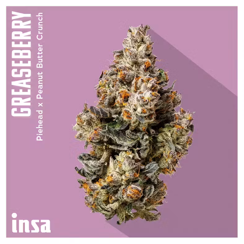 Greaseberry  INSA