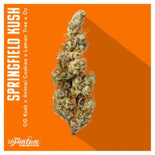 Springfield Kush INSA