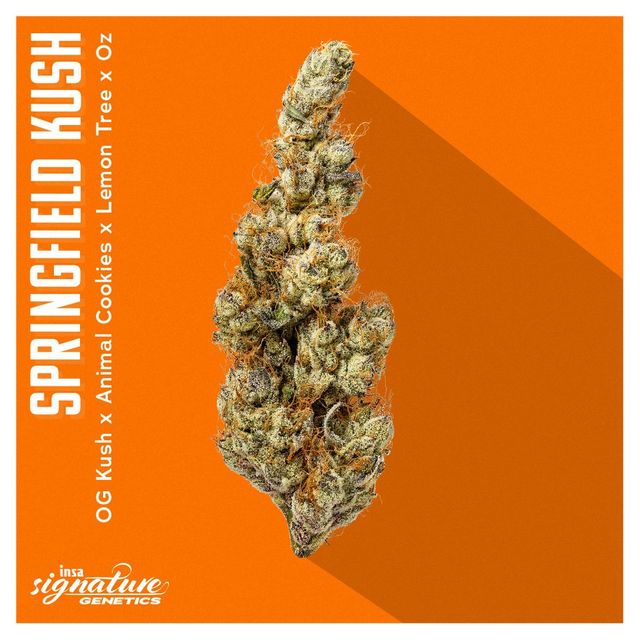 Springfield Kush INSA