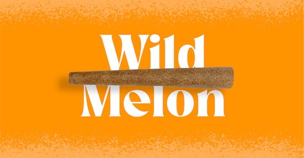Doinks Infused Blunt | Wild Melon 1g Rec