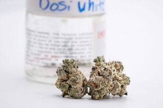 Dosi White Wyld Flower