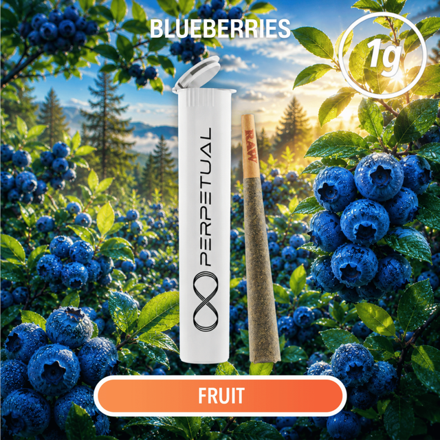 Blueberries Infused Perpetual