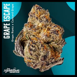 Grape Escape I.N.S.A.