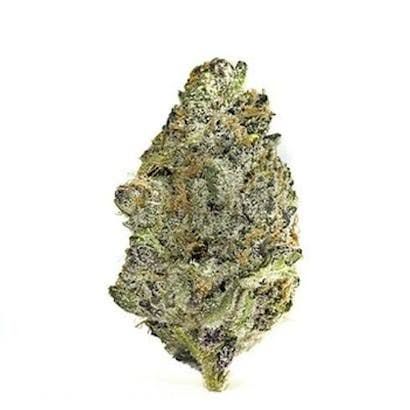 Super Boof Theory Wellness