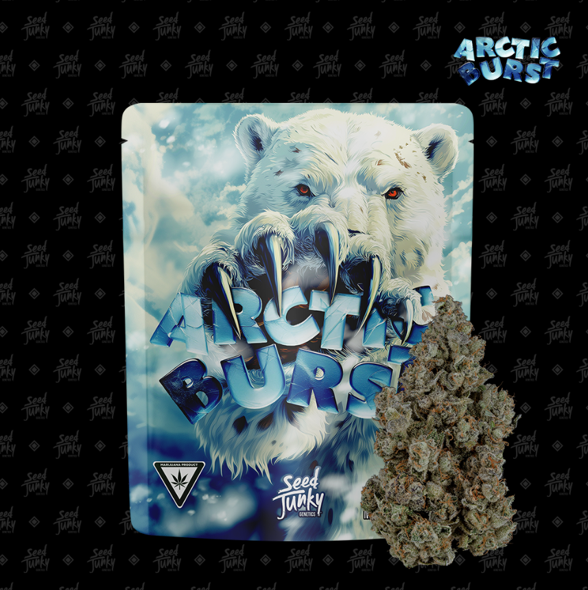 Arctic Burst