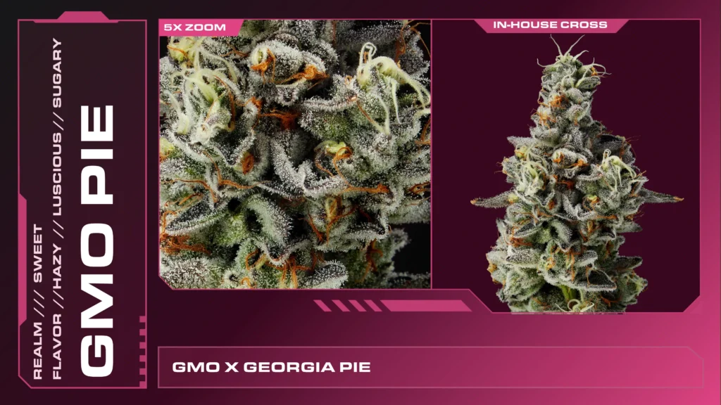 GMO Pie Realm GMO Pie Realm