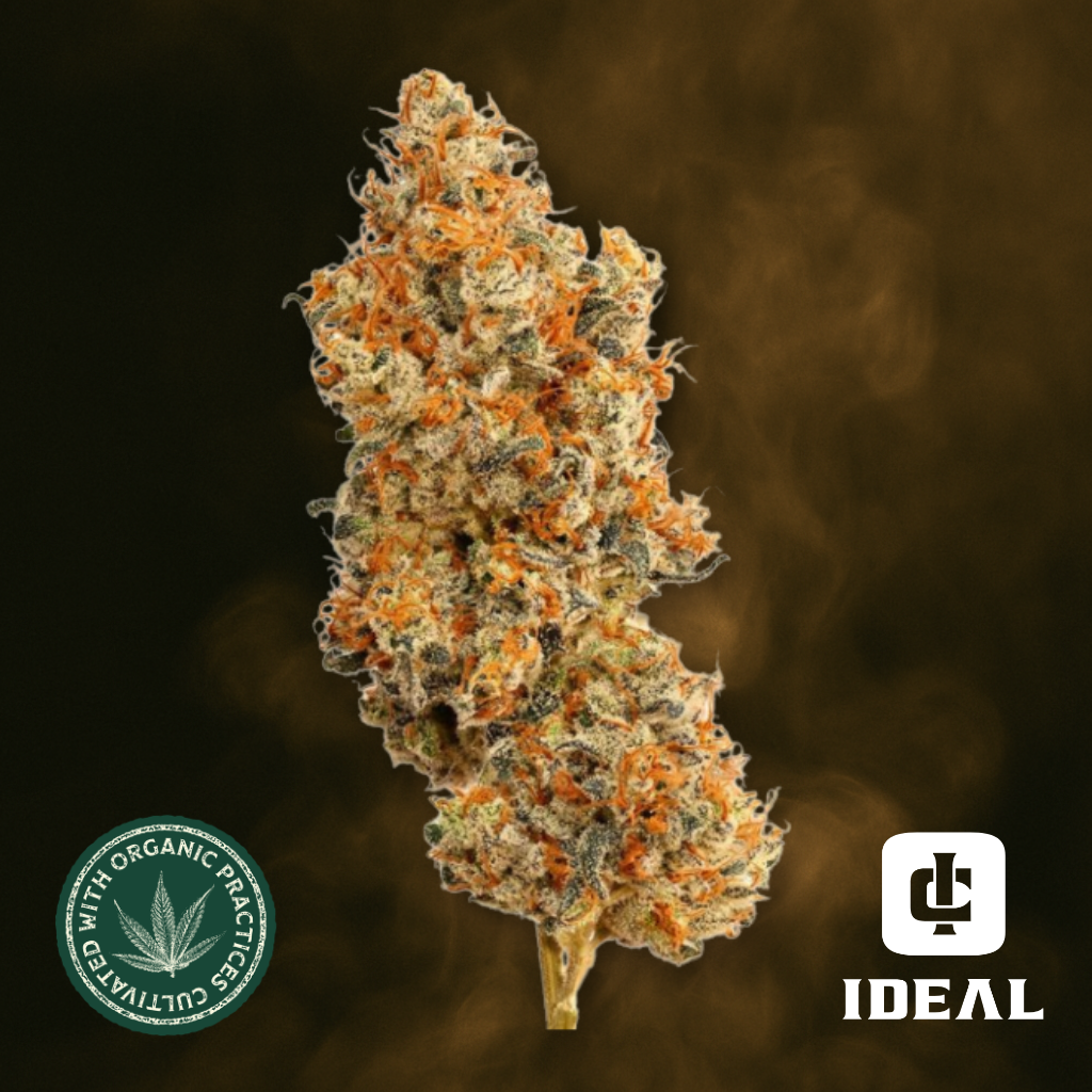 Dosi BX x Double Banana Fuel