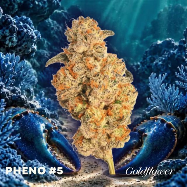 Blue Lobster x GrapeLyfe (24.6% THC) 1g Goldflower Blue Lobster x GrapeLyfe (24.6% THC) 1g Goldflower