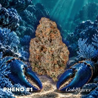 Blue Lobster x GrapeLyfe (22.70% THC) 1g Goldflower