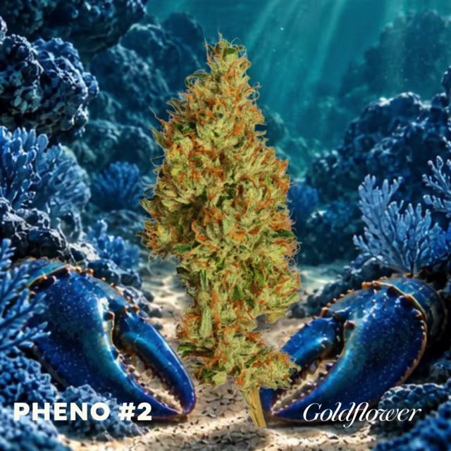 Blue Lobster x GrapeLyfe (26.5% THC) 1g Goldflower Blue Lobster x GrapeLyfe (26.5% THC) 1g Goldflower