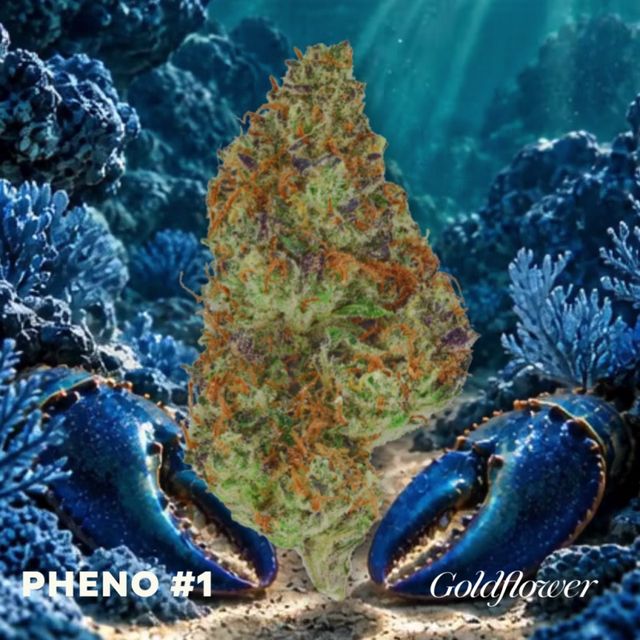 Blue Lobster x Zangria (23.5% THC)