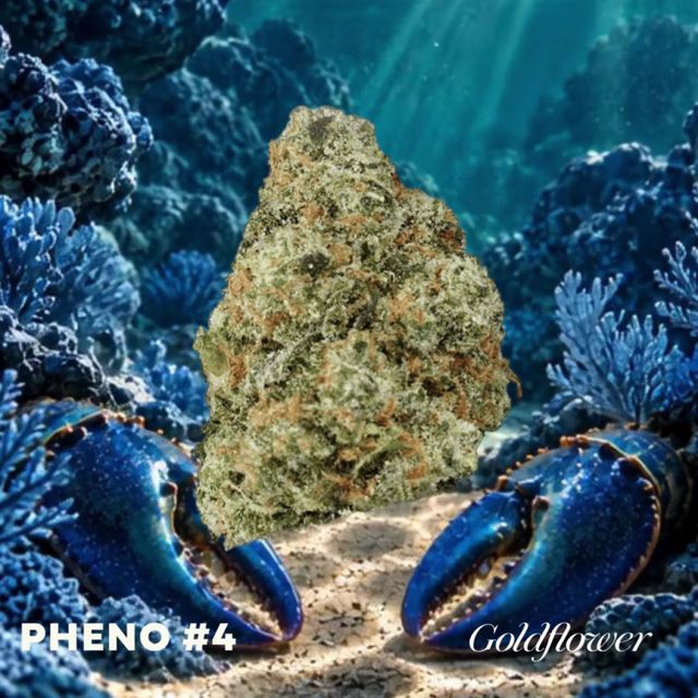 Blue Lobster x Zangria (22.6% THC)
