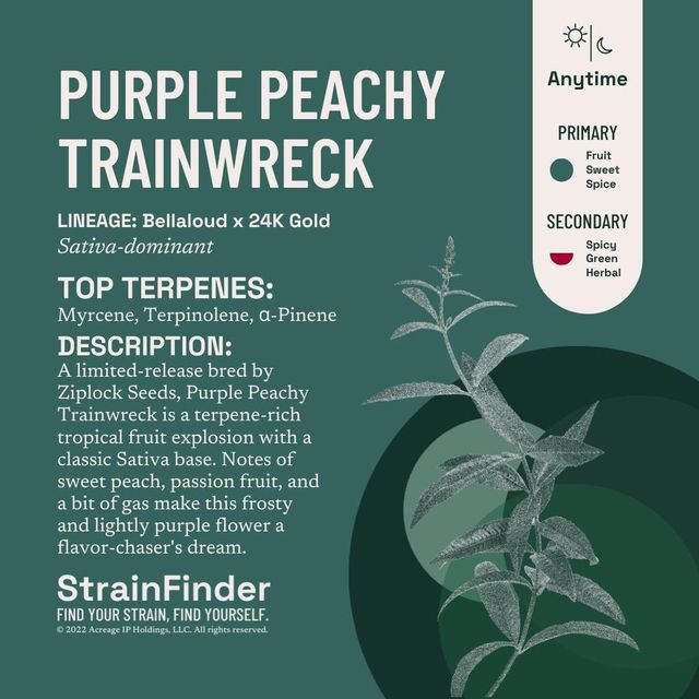 Purple Peachy Trainwreck Botanist