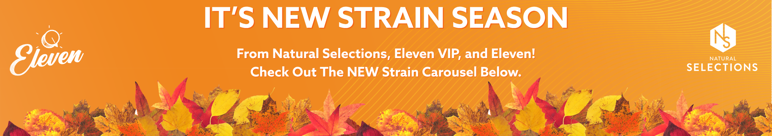 Cannabis Promo, Cannabis Sales, Cannabis Discounts, Cannabis on Sale, NEW Strains!