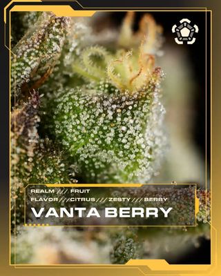 Vanta Berry Flower Realm