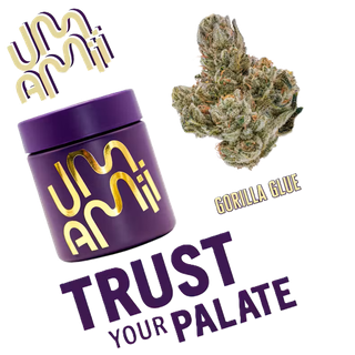- Gorilla Glue Umamii