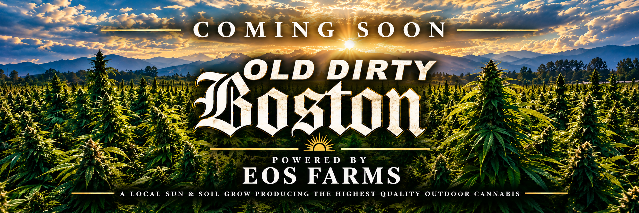 Cannabis Promo, Cannabis Sales, Cannabis Offers, Cannabis on Sale, Old Dirty Boston