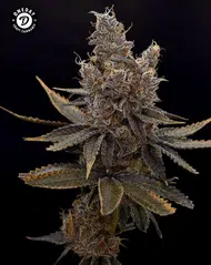 Bodacious Berriez