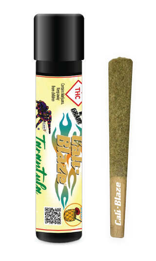 Pina Colada Tarantula CALI BLAZE
