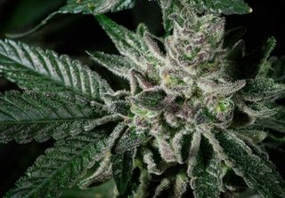 Cannabis Promo, Cannabis Sales, Cannabis Discounts, Cannabis on Sale, Rythm 10% 1