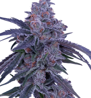 Fluffy - MMA Fighter Anthony Hernandez Collab Lumpy's Flowers