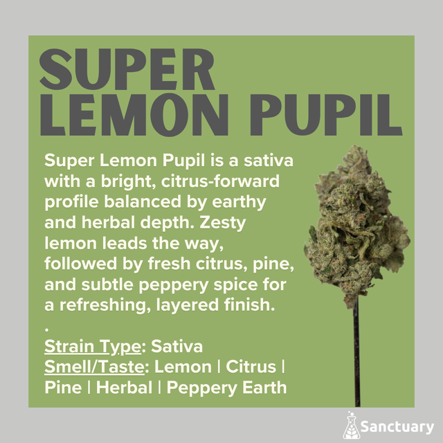 Super Lemon Pupil Sanctuary