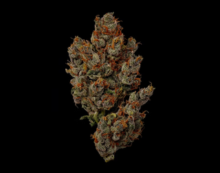 Rootbeer Sunrise Hi-Fuel