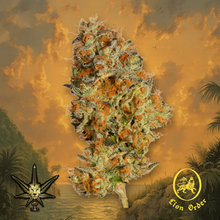 Orange Street Lion Order
