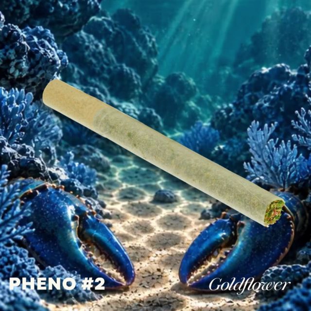 Blue Lobster x Zangria (17.7% THC)